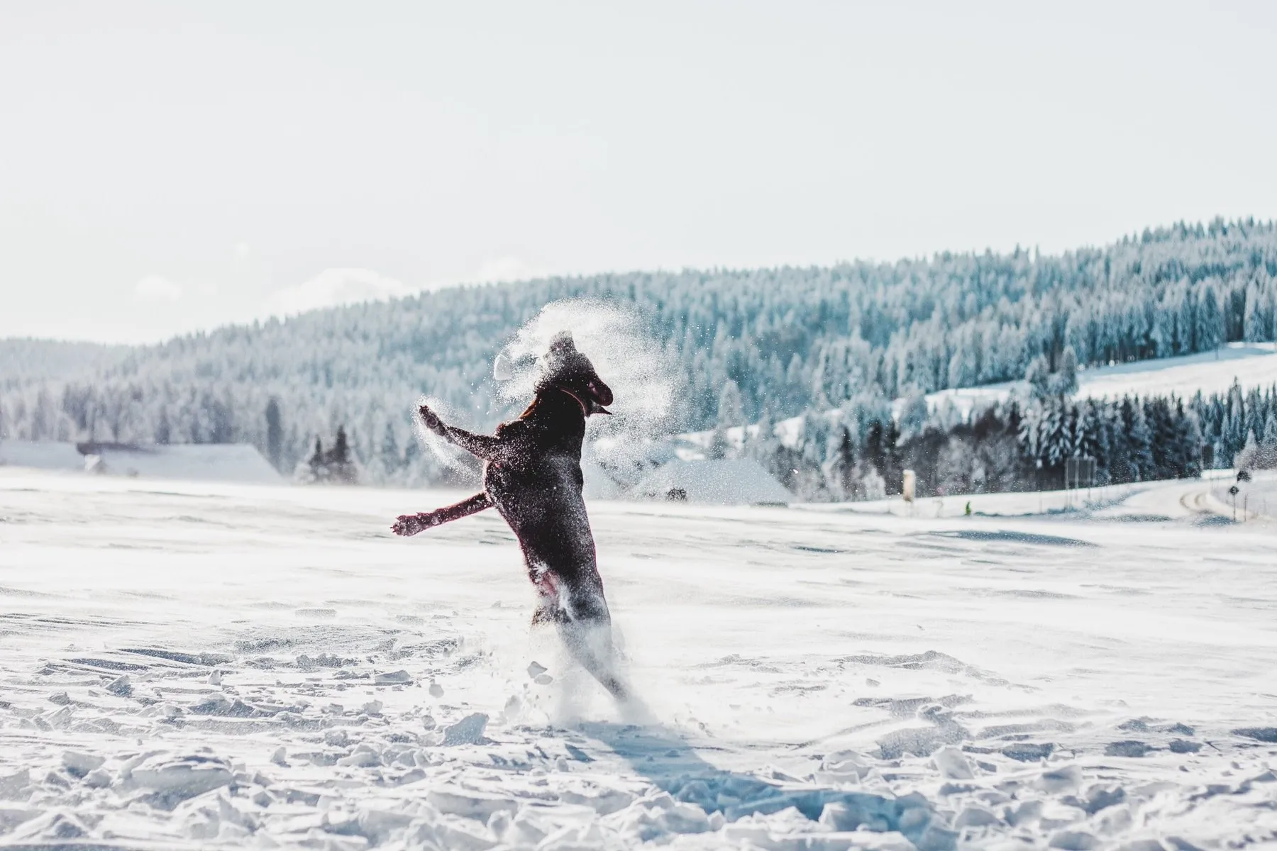 CHIONA photography