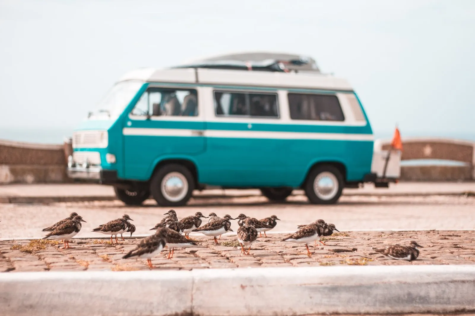 Türkiser VW T3 Bulli mit Vögeln